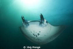 FREE by Jörg Menge 